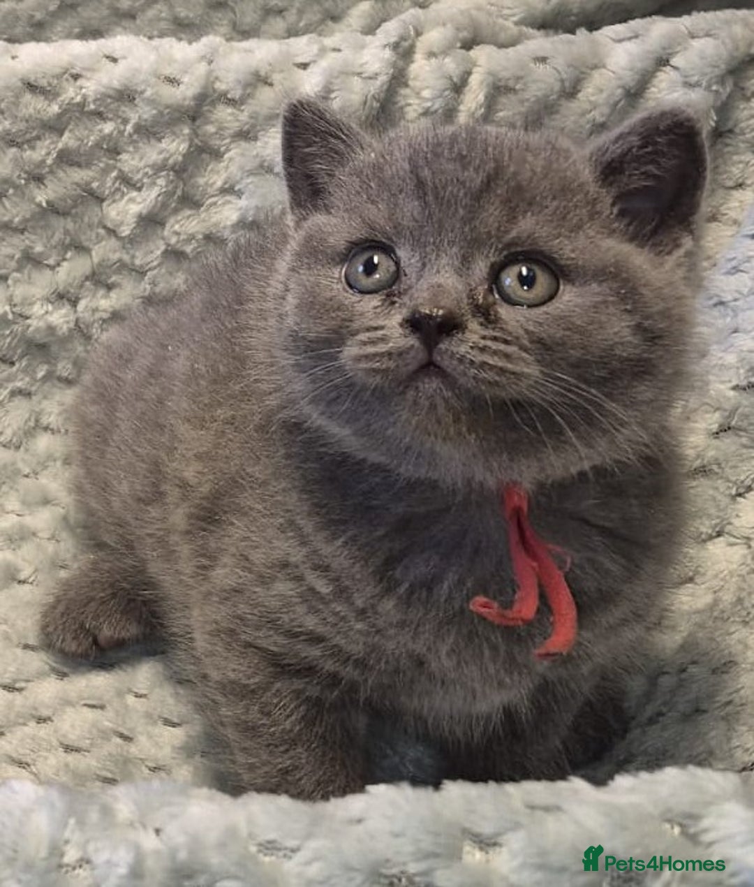 British Shorthair cats for sale: Beautiful, friendly GCCF registered Blue BSH  - Image 6