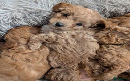Cavachon dogs for sale: Cavapoochon puppies - Image 9
