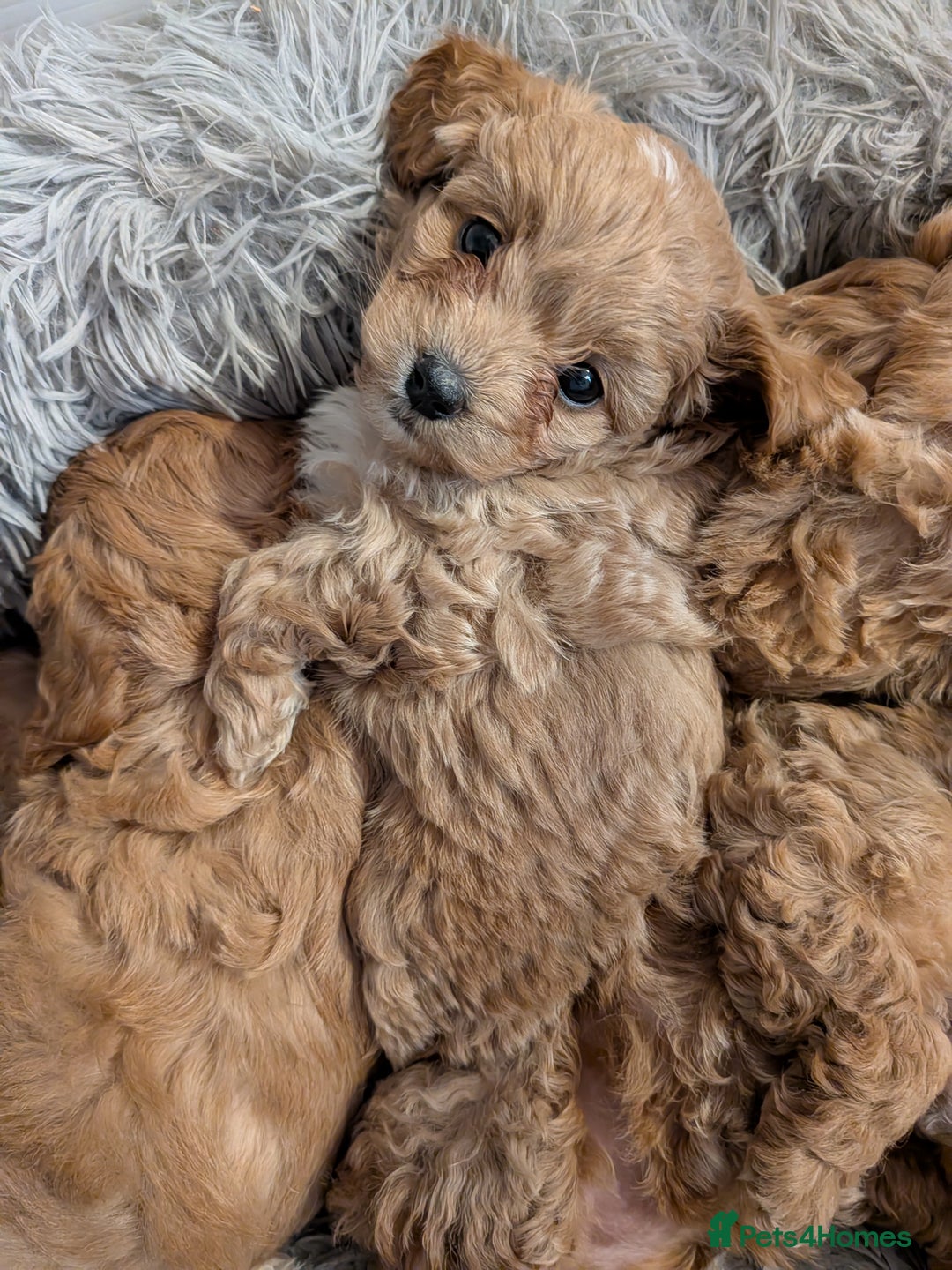 Cavachon dogs for sale: Cavapoochon puppies - Image 9