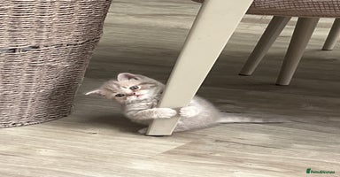 British Shorthair cats - Advert 14