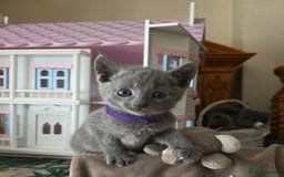 Russian Blue cats for sale: RB kittens Pedigree London  - Image 30