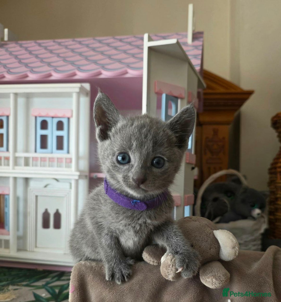 Russian Blue cats for sale: RB kittens Pedigree London  - Image 30