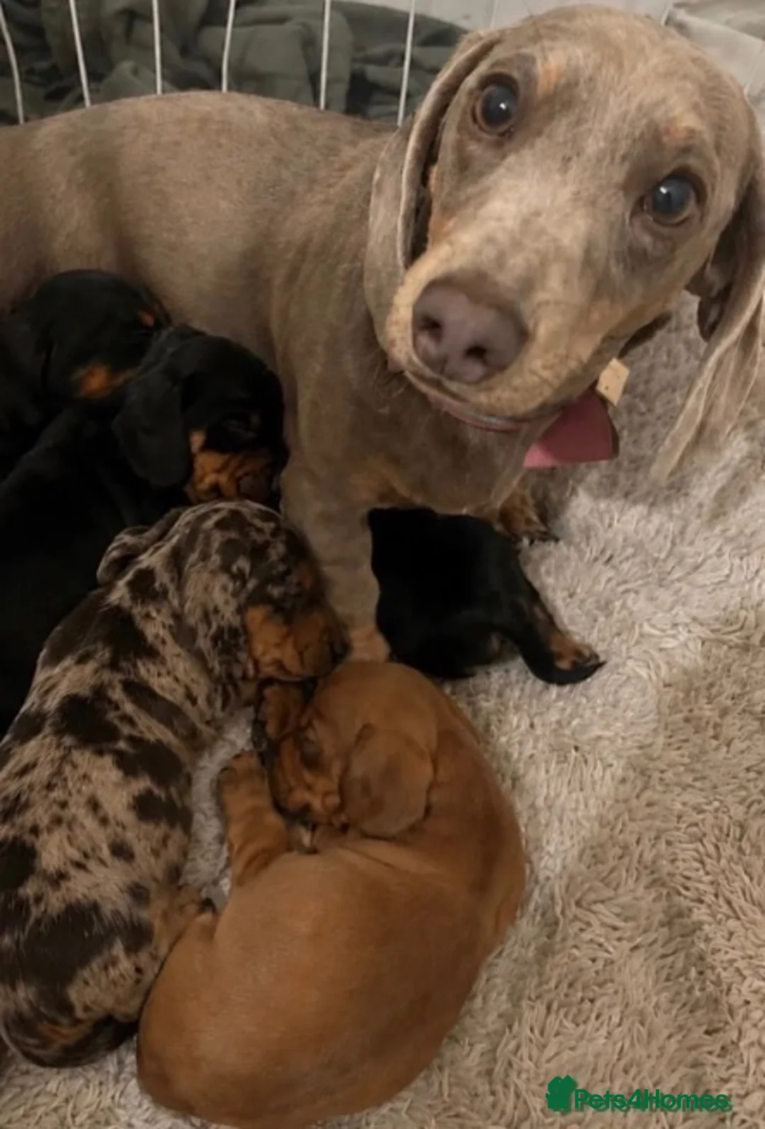 Miniature Dachshund dogs for sale: Miniature Dachshund Puppies - Ready for homes - Advert 16
