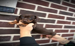 Dachshund dogs for sale: Beautiful dachshund puppies looking for new homes - Image 3