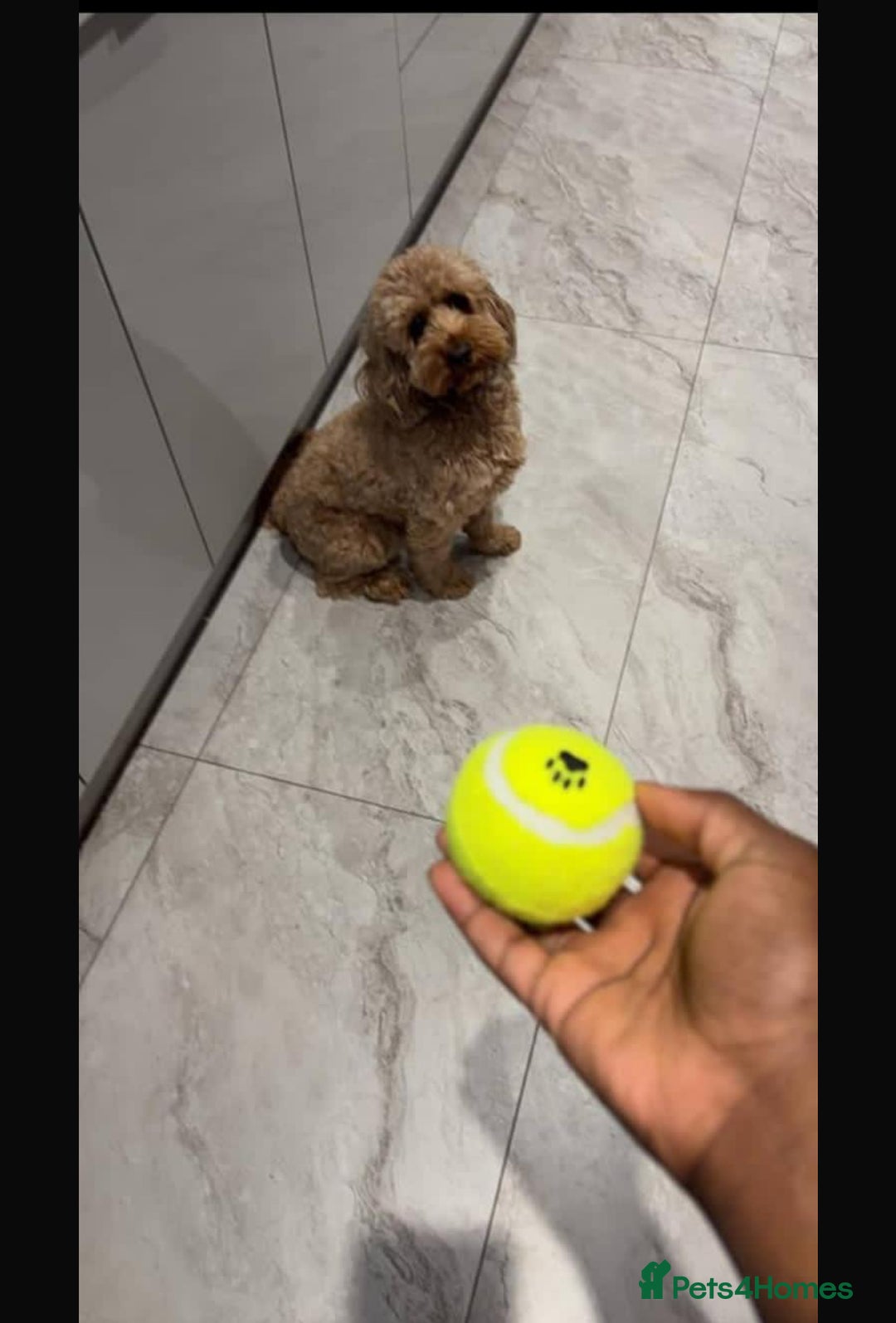 Cockapoo dogs for sale: Loving & Affectionate Dog for sale - Meet Teddy - Image 5
