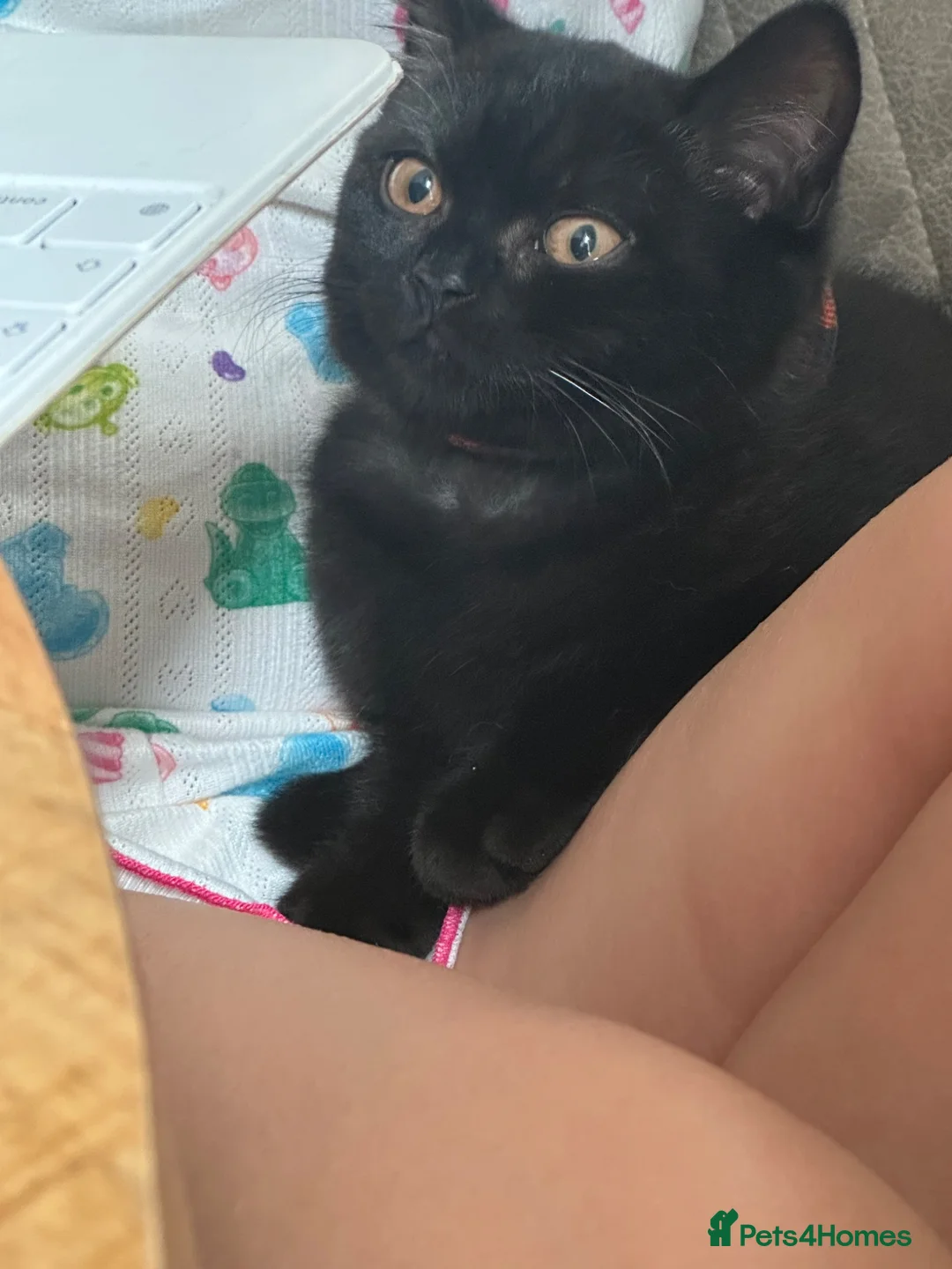 British Shorthair cats for sale: Black British shorthair GCCF registered  - Advert 2