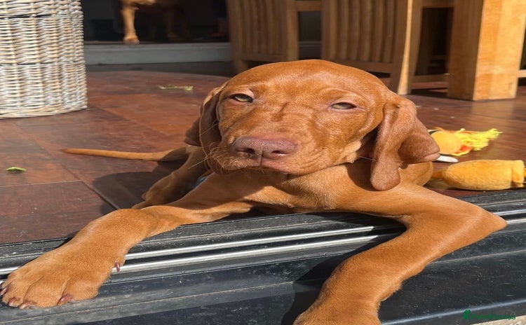 Hungarian Vizsla dogs - Advert 1
