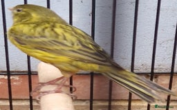 Canaries birds for sale: Spanish timbrado canaries pair - Advert 2