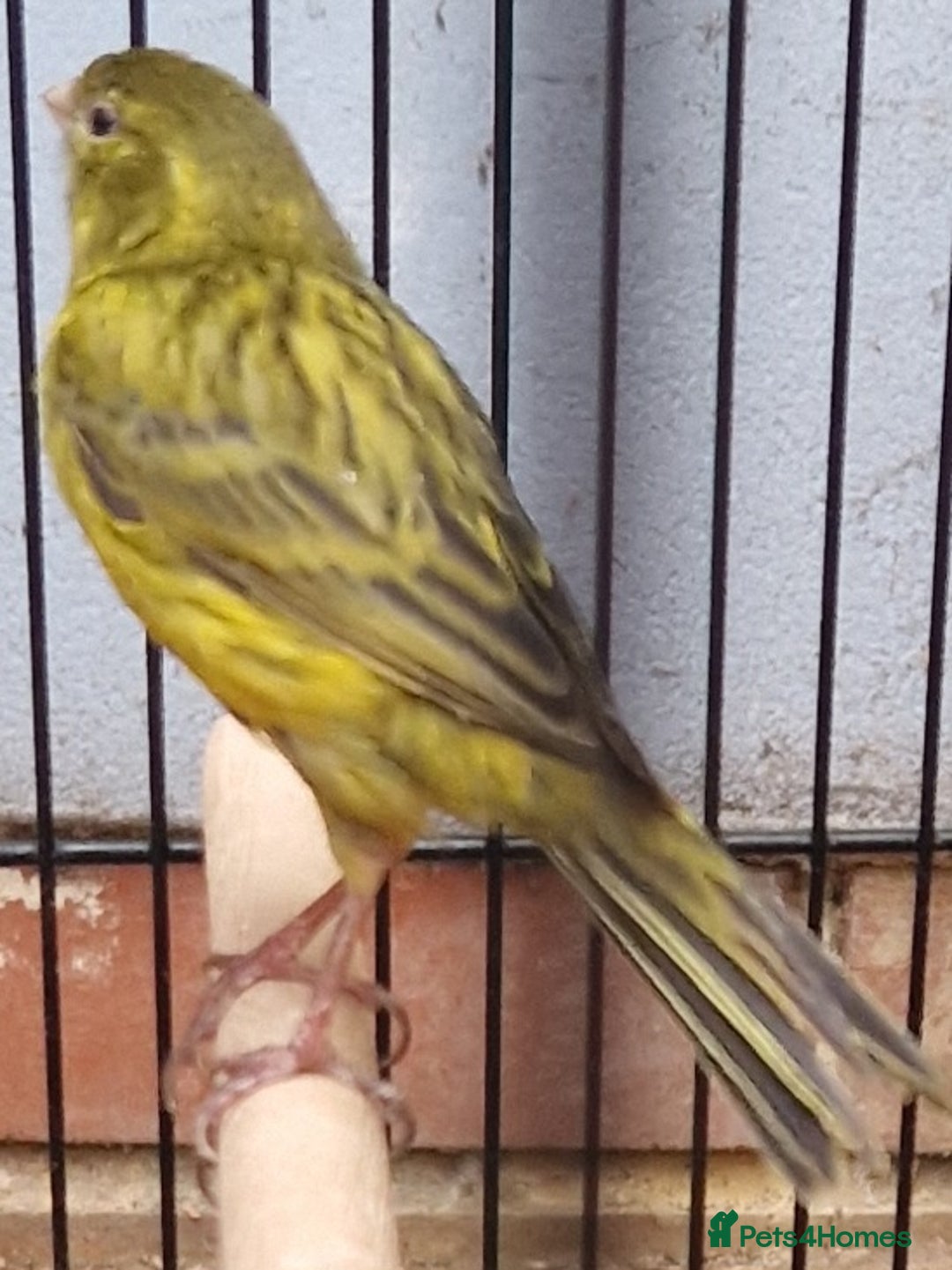 Canaries birds for sale: Spanish timbrado canaries pair - Advert 2