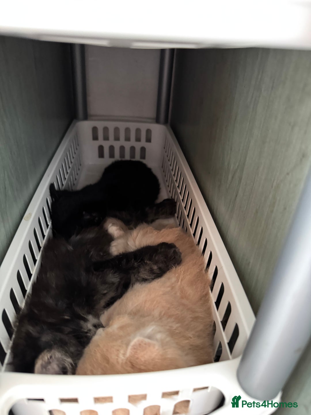 British Longhair cats for sale: Beautiful British longhair kittens - Image 6