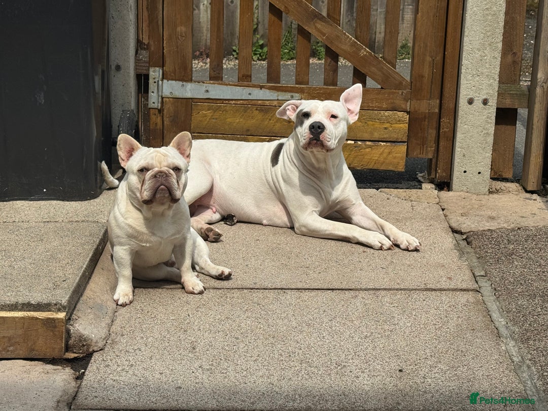 French Bulldog dogs for stud: Miniature platinum male French bulldog (stud) in Birmingham - Image 4