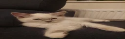 Ragdoll cats for sale: 5 Beautiful Ragdoll Kittens  - Advert 5