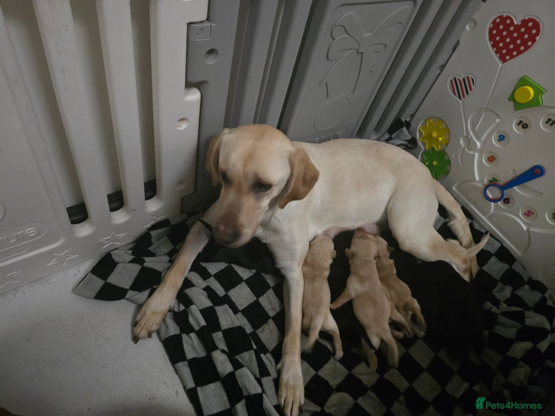 Labrador Retriever dogs for sale: Beautiful labrador retriever puppies  - Advert 5