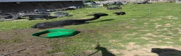 Alpaca livestock for sale: 2 alpacas for sale black - Advert 3