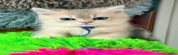 British Shorthair cats for sale: Lilac GCCF registered BSH kittens in Swansea - Advert 30