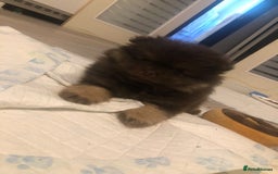 Pomeranian dogs for sale: 4 fluffy cute kc reg Pomeranian puppies  - Advert 18