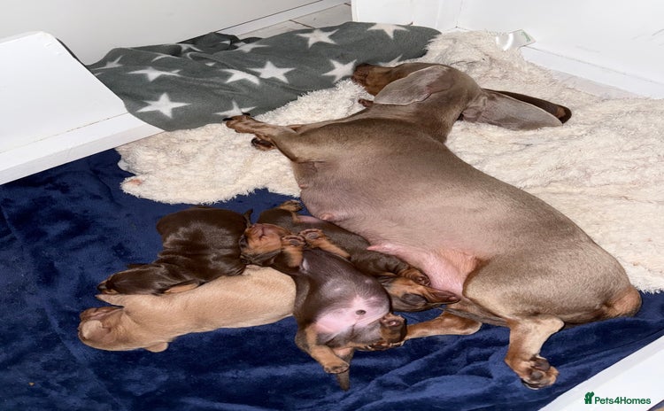 Miniature Dachshund dogs - Advert 3