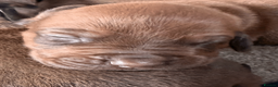 Rhodesian Ridgeback dogs for sale: Rhodesian Ridgeback Puppies EU Pedigree - Advert 6