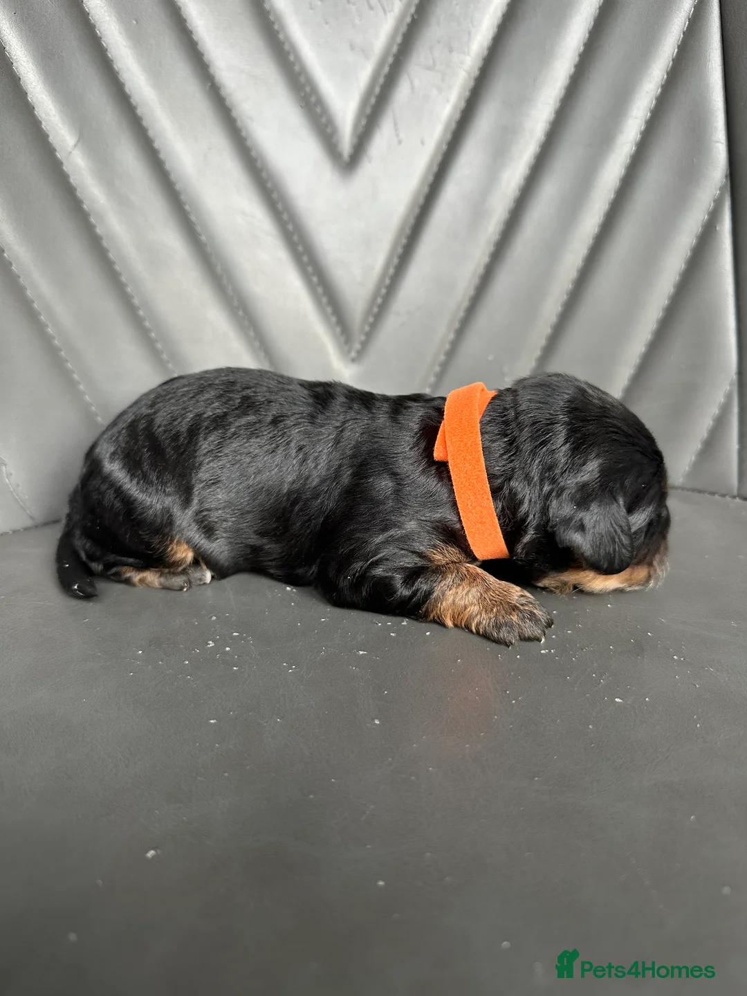Cockapoo dogs for sale: 🌟 Stunning F1 Cockapoo Puppies 🌟  - Advert 19