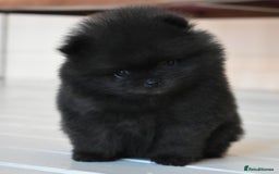 Pomeranian dogs for sale: Outstanding 💖re-available!All info below ⬇️ 35+🏆 - Image 5