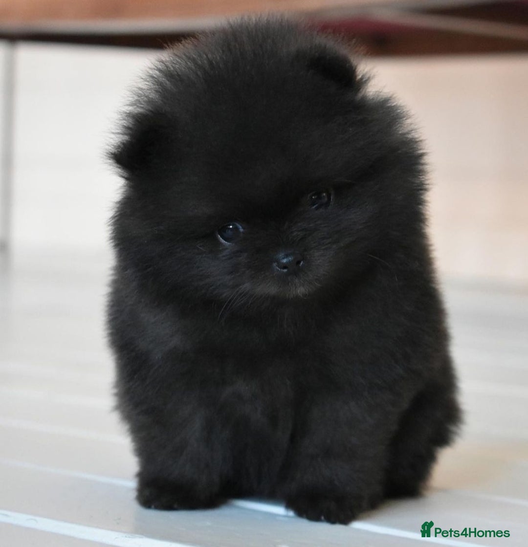 Pomeranian dogs for sale: Outstanding 💖re-available!All info below ⬇️ 35+🏆 - Image 5