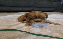 Cavalier King Charles Spaniel dogs for sale: Cavalier king charles pups - Image 4