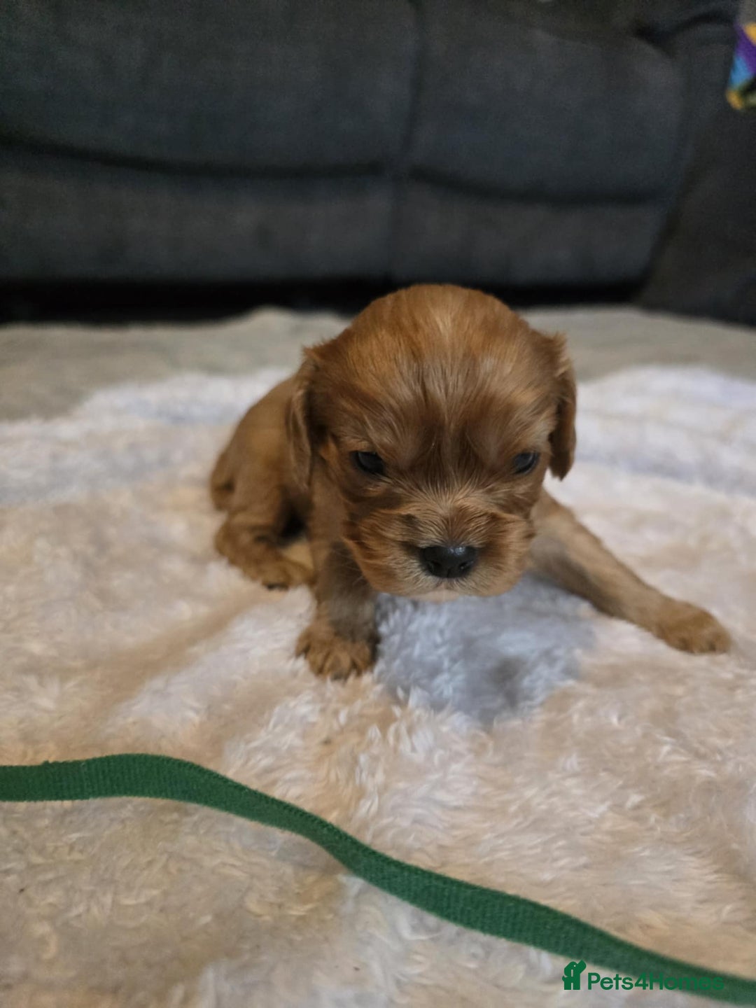 Cavalier King Charles Spaniel dogs for sale: Cavalier king charles pups - Image 4
