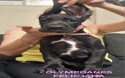 Great Dane dogs for sale: Great danes puppies KC ready!!! in Bathgate - Image 30