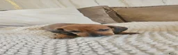 Dachshund dogs for sale: Miniature Dachshund puppies - Advert 5