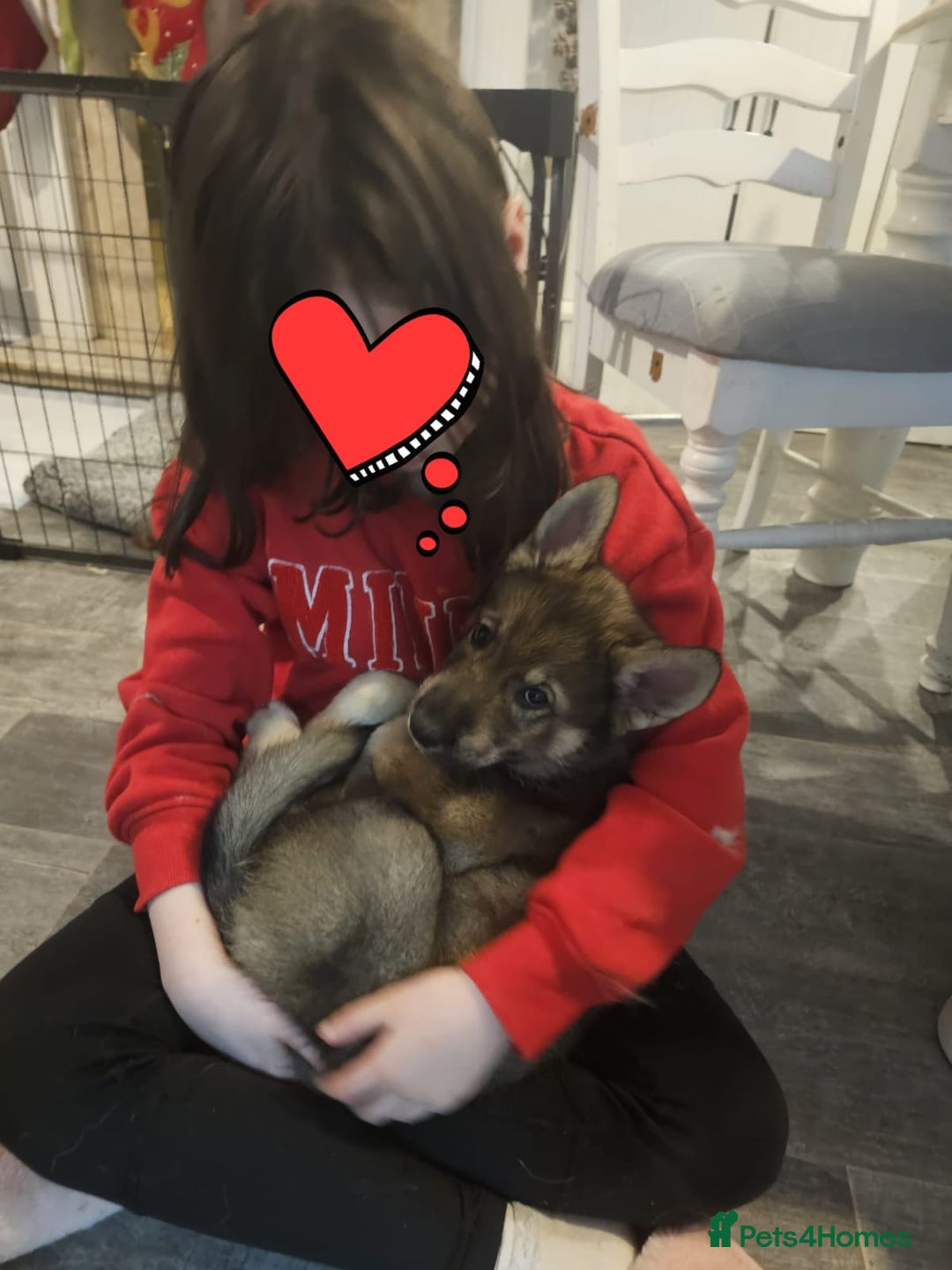 Mixed Breed dogs for sale: Husky × German Shepherd / Malamute Puppies - Advert 15