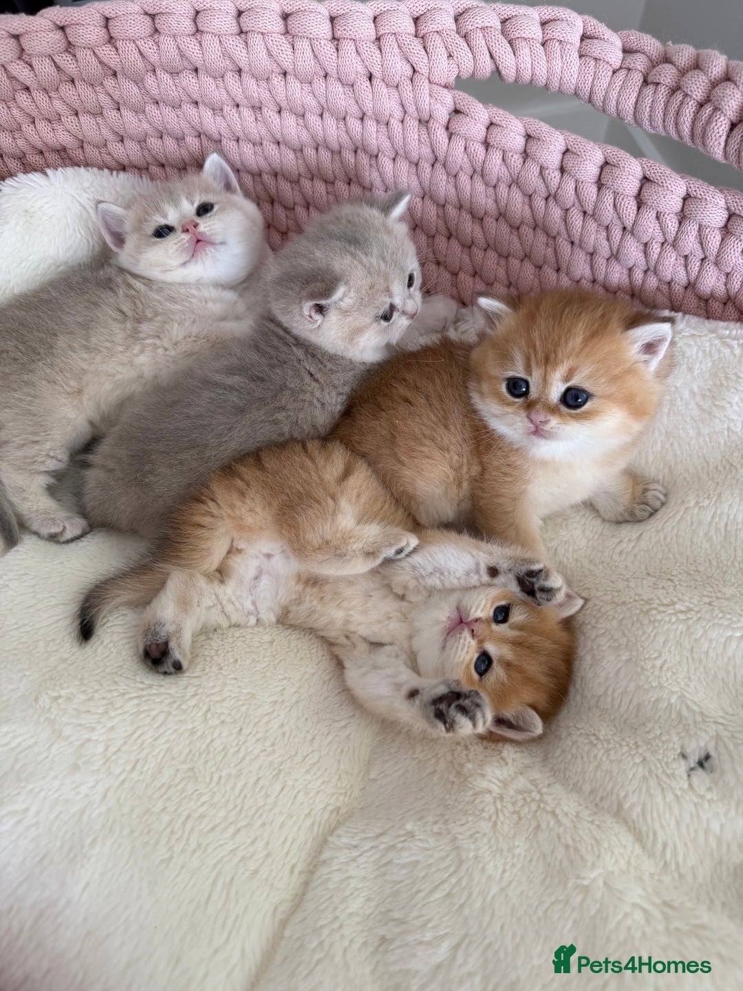 British Shorthair cats for sale: Golden Blue British Shorthair kittens  - Advert 26