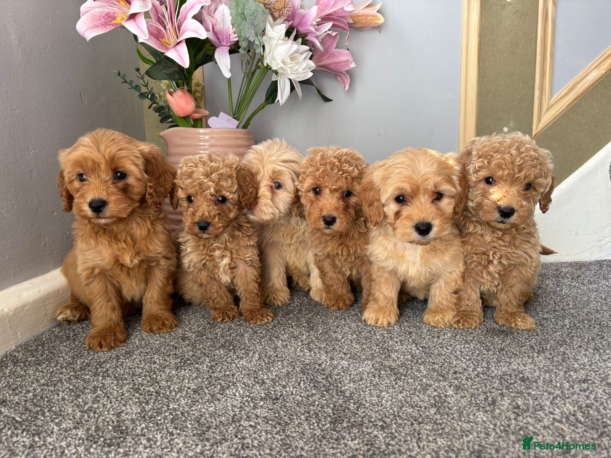 Coton De Tulear dogs Coton noodles puppies ready now  - Advert 1