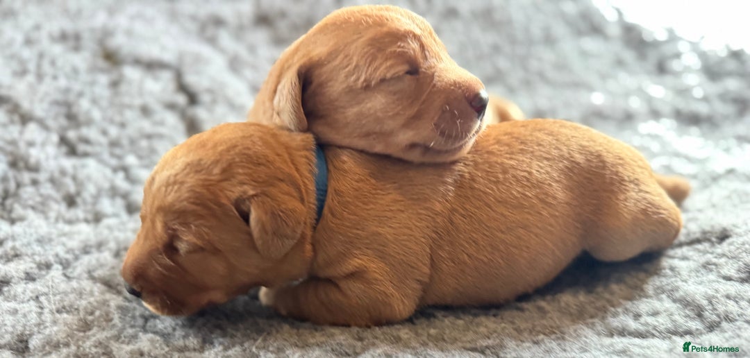 Labrador Retriever dogs for sale: Outstanding KC reg fox red Labrador puppies.  - Image 8