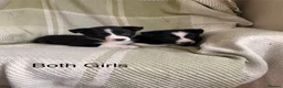 Border Collie dogs for sale: KC/ISDS Registered Beautiful Border Collie Pups - Advert 13
