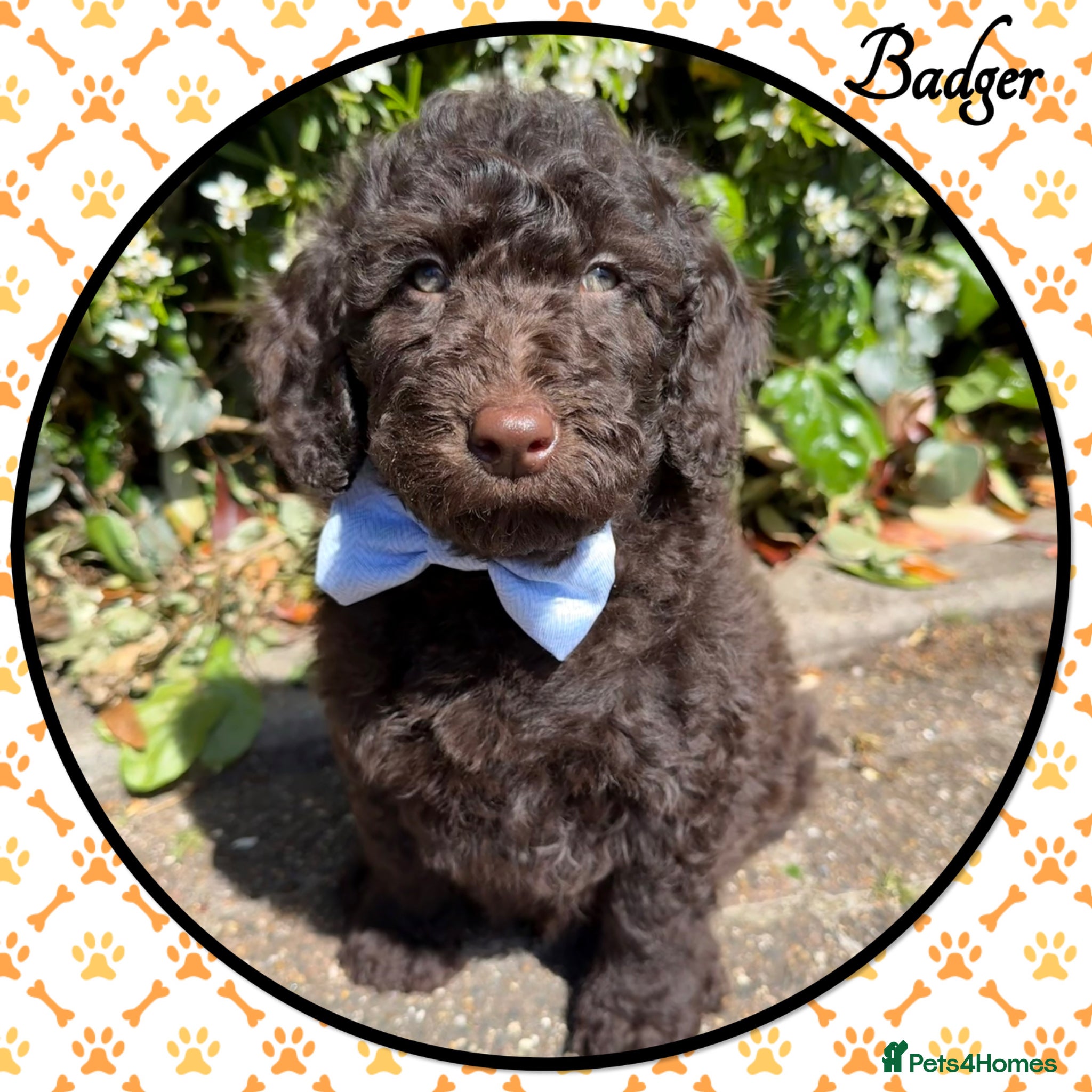 Labradoodle dogs 🌈READY NOW/THERAPY/ASSISTANCE PUPS IN TRAINING🌈 - Advert 1