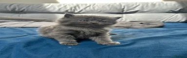 Mixed Breed Kitten 1 ;grey male