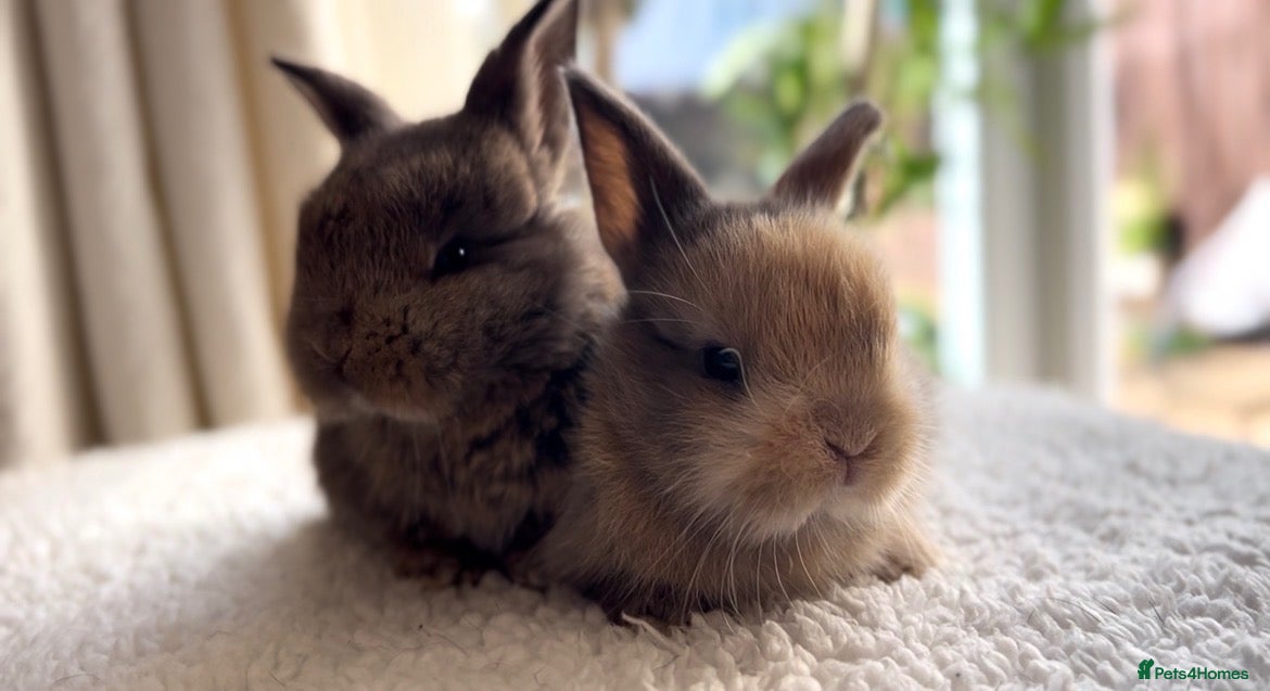 Mixed Breed rabbits Beautiful Lop eared bunnies  - Advert 1