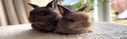 Mixed Breed rabbits for sale: Beautiful Lop eared bunnies  in Lutterworth - Advert 1