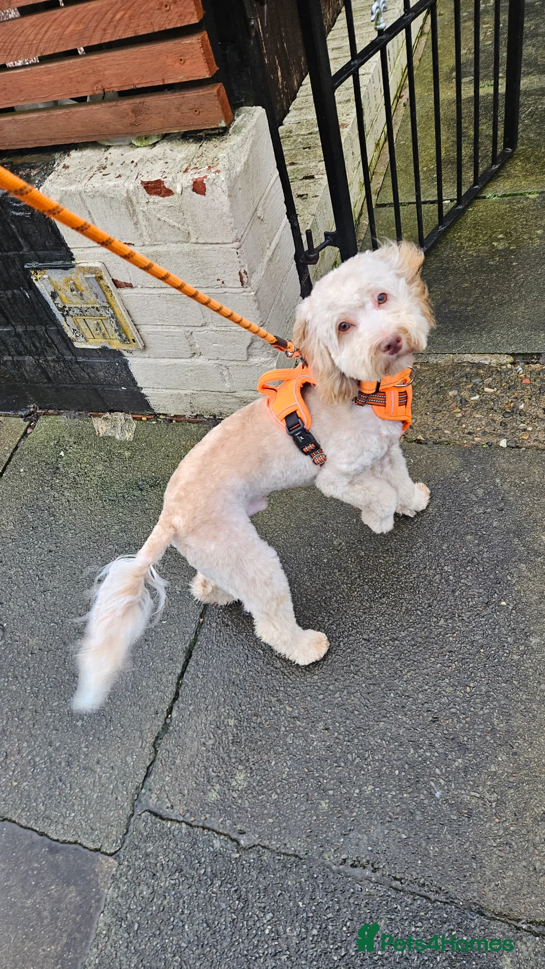 Cockapoo dogs for sale: Teddy  - Advert 2