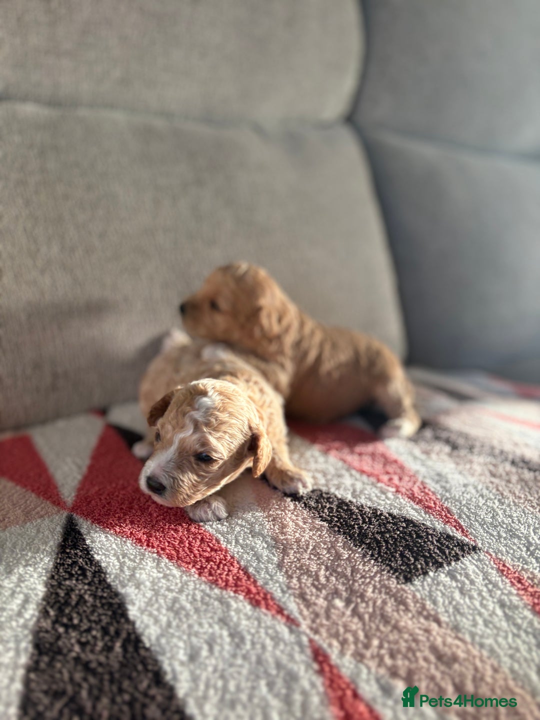 Poochon dogs for sale: Adorable Poochon Puppies  - Advert 6