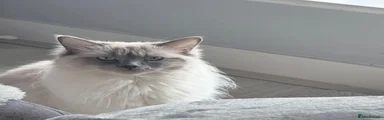 Ragdoll 1