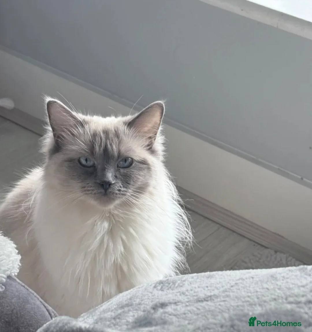 Ragdoll cats for sale: Un spayed ragdoll female  - Advert 2