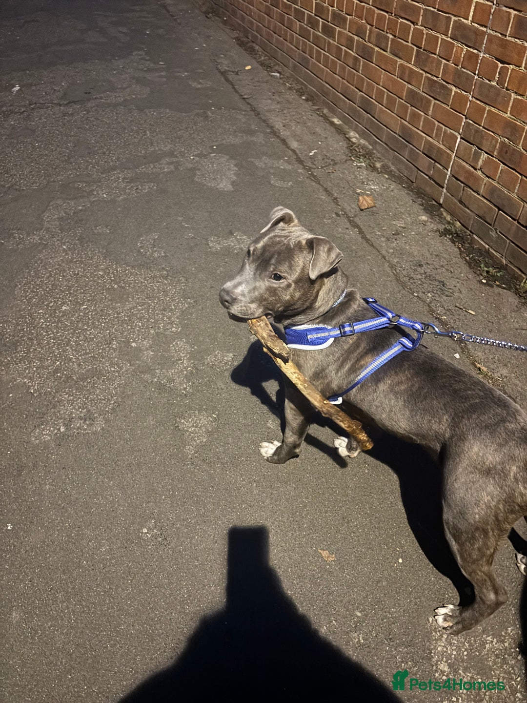 Staffordshire Bull Terrier dogs for sale: Staffy blue/brown for sale  1yr and 4mths - Advert 8