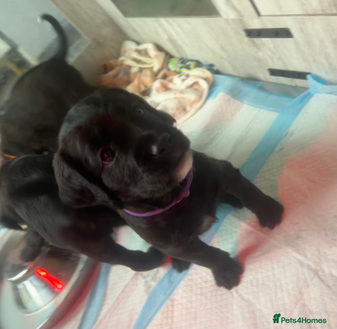 Mixed Breed dogs for sale:  Boxer-Doodle - Image 10
