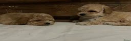 Maltipoo dogs for sale: Toy maltipoo Ready to leave - Advert 11
