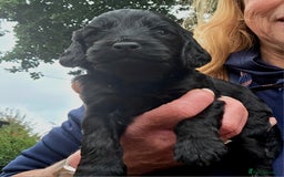 Cockapoo dogs for sale: Gorgeous Cockerpoo Puppies  - Image 18
