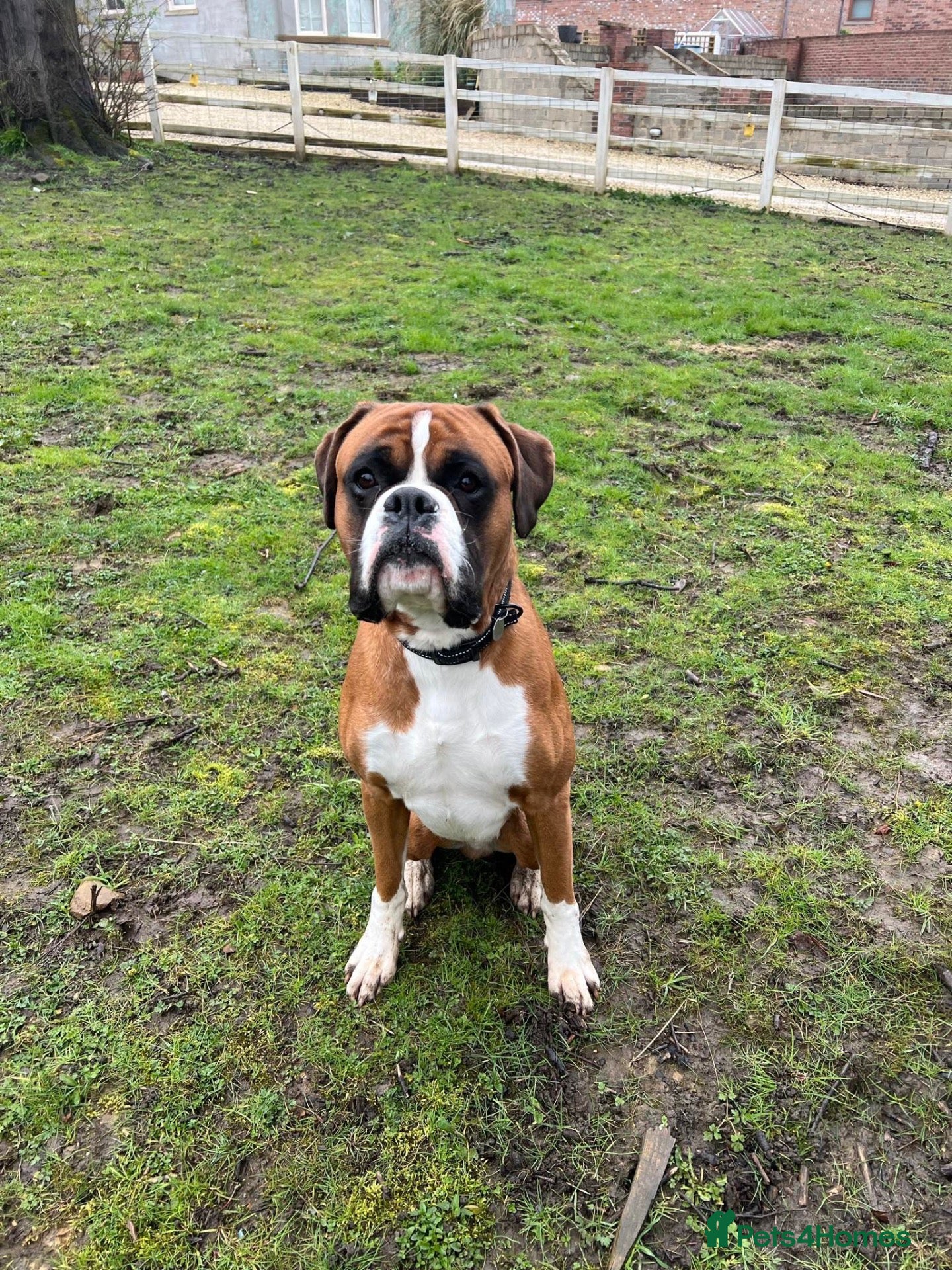 Boxer dogs Beautiful Boxer Dog - Advert 8