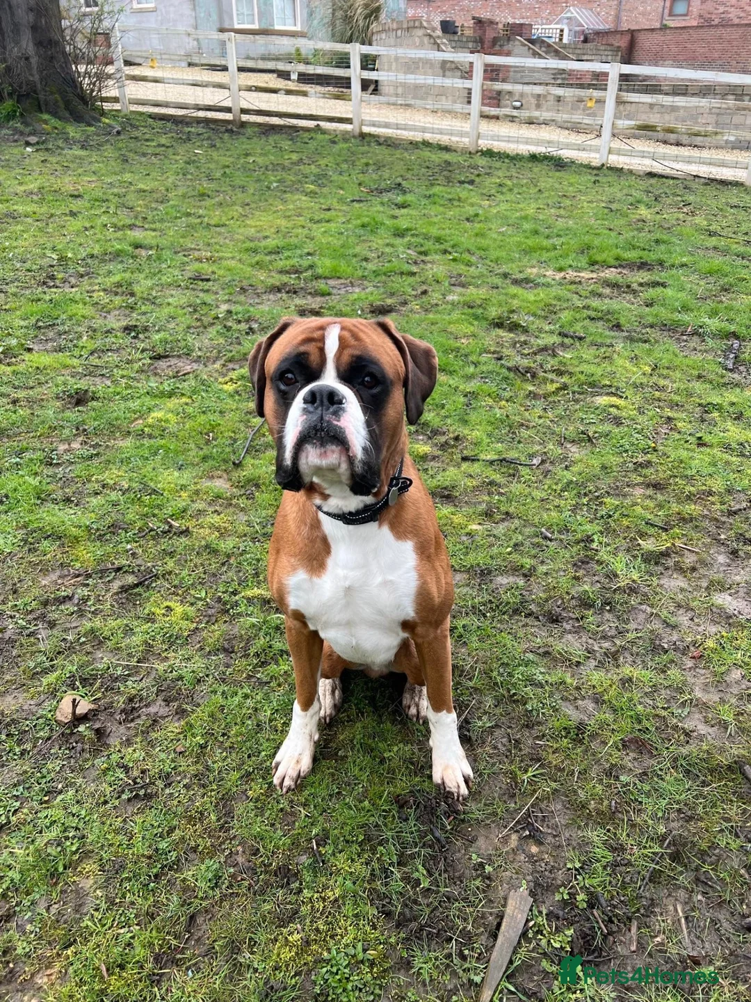Boxer dogs for sale: Beautiful Boxer Dog - Advert 1