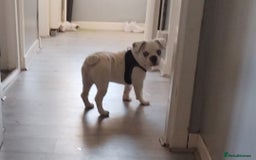 French Bulldog dogs for sale: French bulldog with blue husky coy - Advert 8