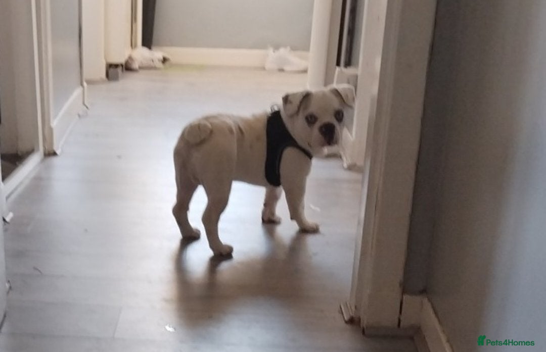 French Bulldog dogs for sale: French bulldog with blue husky coy - Advert 8